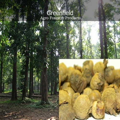 Untreated teak tree seeds ( tectona grandis )